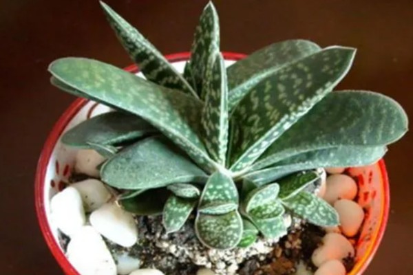 夏天怎么养子宝,生长需要充足的光照