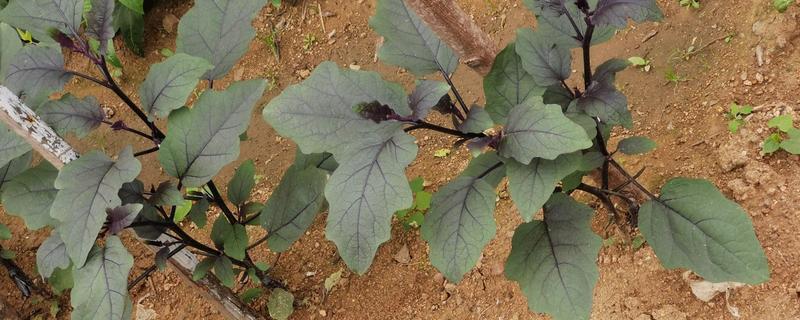 茄子秧叶子发黄如何处理，缺钾时可以浇灌硫酸二氢钾溶液