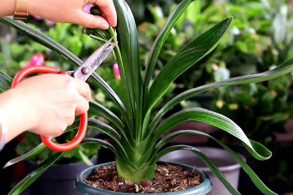 君子兰叶子发黄能不能剪除，剪除黄叶可避免细菌继续繁殖