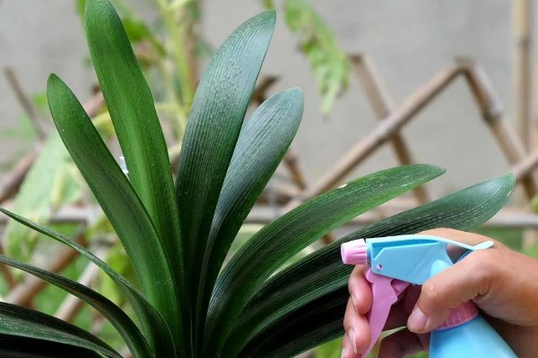 君子兰叶子发黄能不能剪除，剪除黄叶可避免细菌继续繁殖