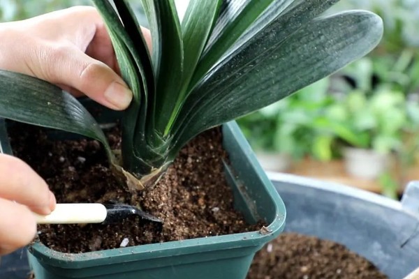 君子兰叶子发黄能不能剪除，剪除黄叶可避免细菌继续繁殖