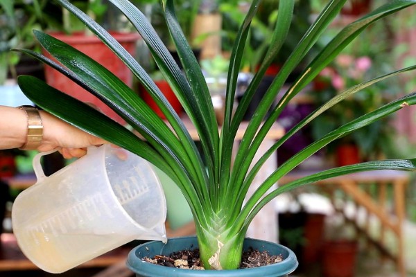 君子兰叶子发黄能不能剪除，剪除黄叶可避免细菌继续繁殖