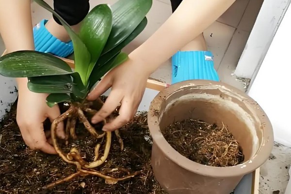 君子兰叶子发黄能不能剪除，剪除黄叶可避免细菌继续繁殖