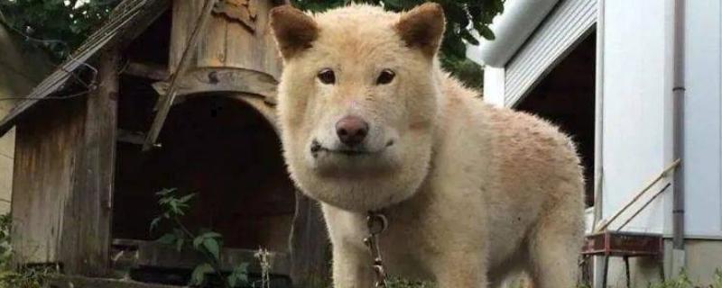 狗狗被马蜂蜇的处理措施，使用酸性物质擦拭伤口