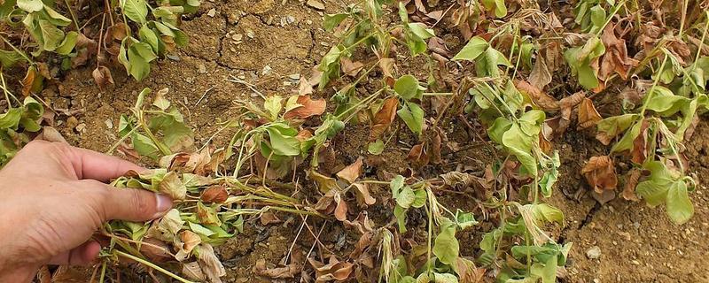 马铃薯青枯病怎么防治，发病初期可喷施农用链霉素