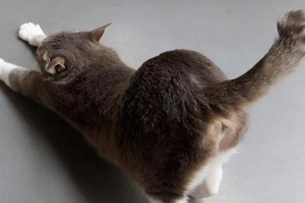 猫咪摩擦屁股的原因，可能是粑粑没有拉干净