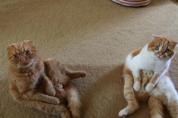 猫咪摩擦屁股的原因，可能是粑粑没有拉干净