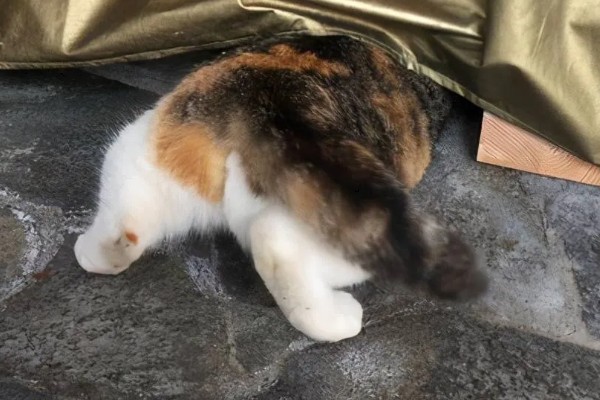 猫咪摩擦屁股的原因，可能是粑粑没有拉干净
