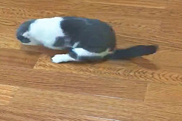 猫咪摩擦屁股的原因，可能是粑粑没有拉干净