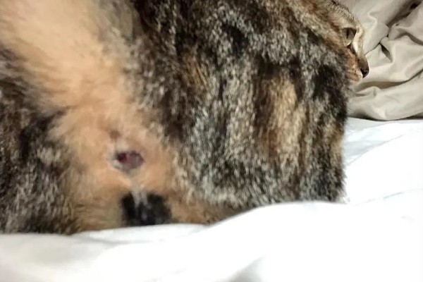 猫咪摩擦屁股的原因，可能是粑粑没有拉干净