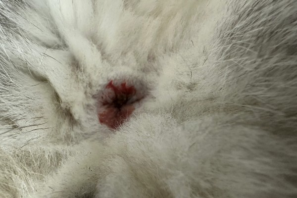 猫咪摩擦屁股的原因，可能是粑粑没有拉干净