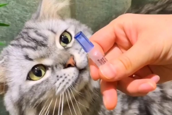 猫咪摩擦屁股的原因，可能是粑粑没有拉干净