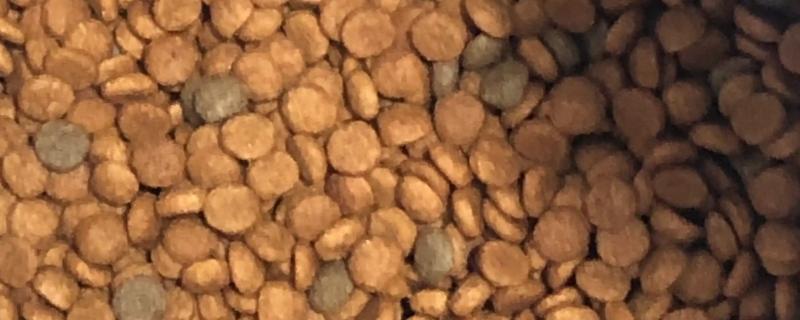 狗粮怎么泡，用40-70度的温水泡