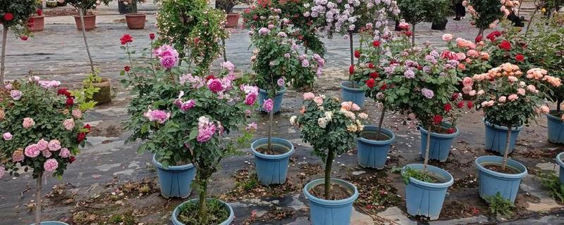 月季花的种植方法，入土之前需进行合理的修剪