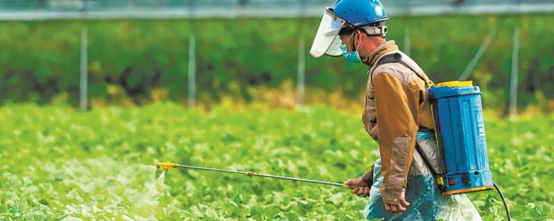 溴氰菊酯能打菜吗，可以对蔬菜使用