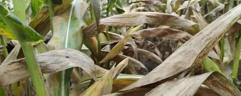 玉米得了黄锈病如何防治，可农业防治也可药物防治