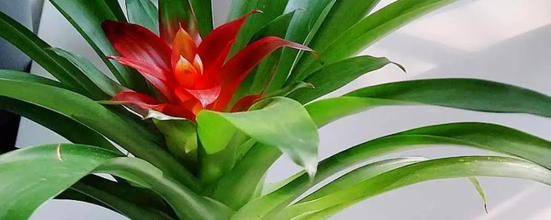 鸿运当头花期过后的处理方法，可分株处理