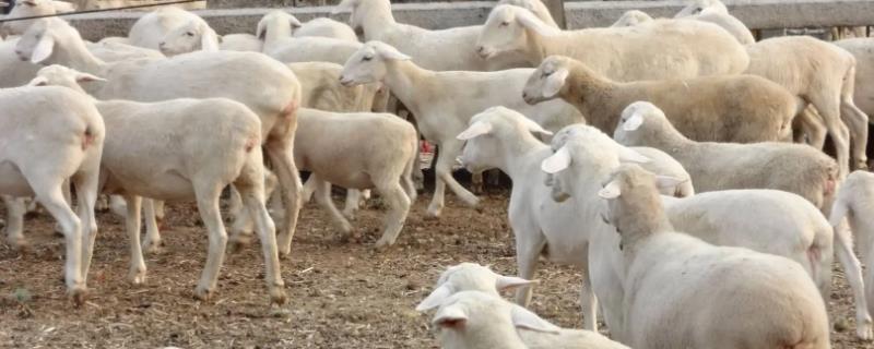 羊胎衣不下怎么办，注射抗菌素溶液可让胎衣自行脱落