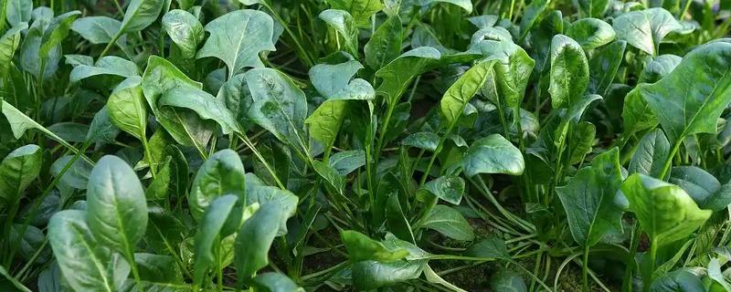 8月适合种植的蔬菜有哪些，适合种植秋播萝卜、大白菜、胡萝卜