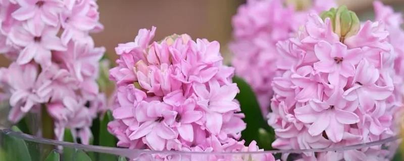 怎么水培风信子，平时放在有散射光的地方