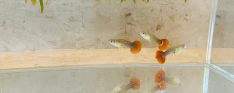 小孔雀鱼苗的喂食方法，每天投喂2-3次