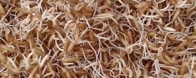 水稻的催芽技术，催芽的第一步就是晒种