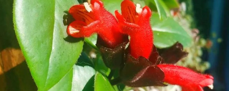 口红花的形态特征，其叶片卵形、椭圆形或倒卵形