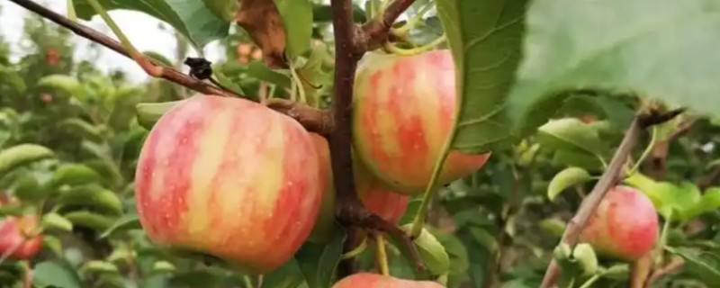 山西省翼城县的特产，隆化小米曾是皇室贡品