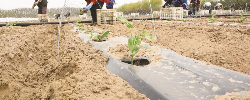 双膜西瓜怎么施肥，结瓜后期喷施尿素和磷酸二氢钾