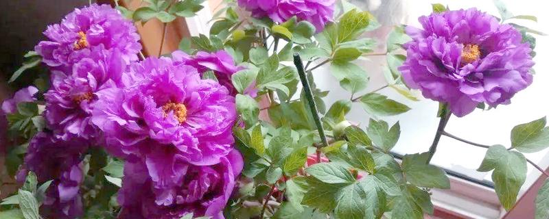 牡丹4月份可以移栽吗，4月份不可以移栽