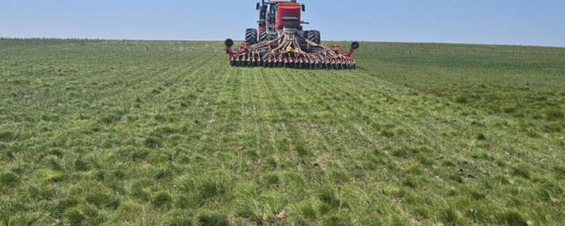 草籽如何种植，根据气候选择适宜的品种