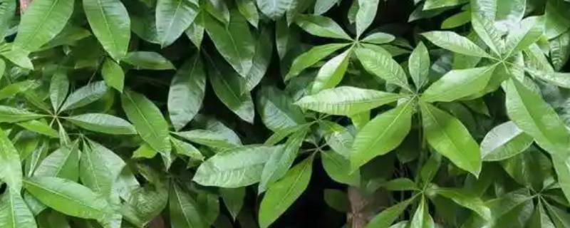 发财树不发新芽怎么处理，可及时更换土壤