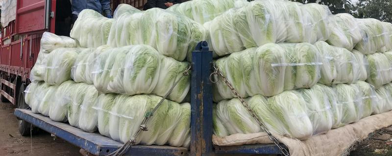 冬运大白菜的注意事项，中短途调运多以公路运输为主