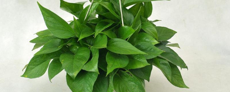 绿萝冬天能否施肥，每个月追施一次薄肥