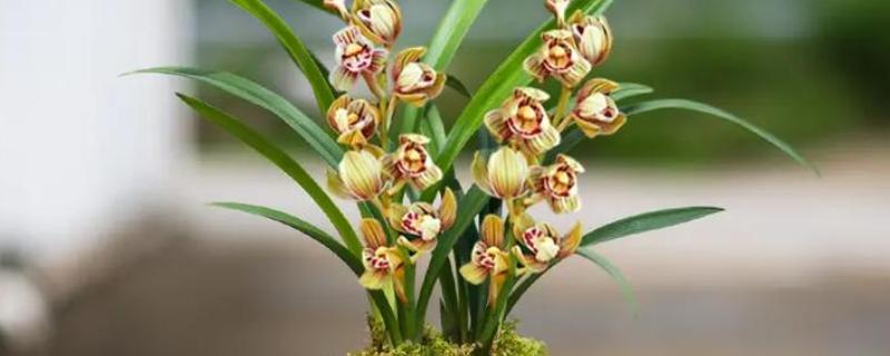 阳台怎么养殖建兰，可以选择泥盆来养殖