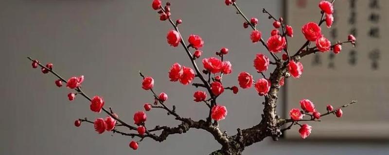 梅花的花期，华中地区要等到2-3月才可以开花