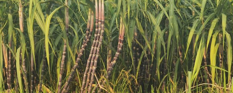 如何让甘蔗长高长粗，使用赤霉酸920和钾肥