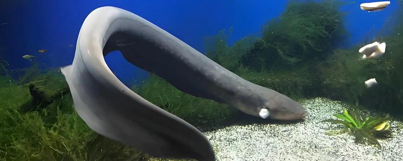 鳗鱼会放电的原因，只有电鳗才会放电