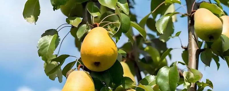 哪些果树容易成活，梨树、石榴树等品种的养活难度低