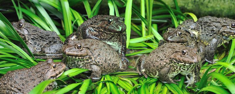 蟾蜍有没有毒，蟾蜍的皮脂腺有毒