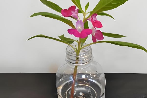 五彩凤仙花能水培吗，可以用水培的方式种植