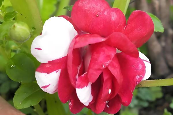 五彩凤仙花能水培吗，可以用水培的方式种植