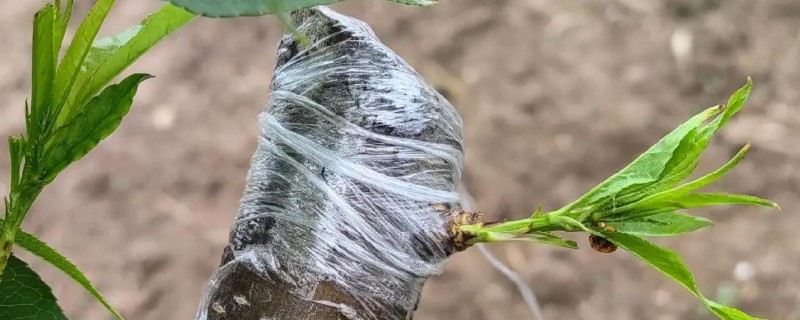桃树的嫁接方法，将芽片和砧木的切口充分贴合