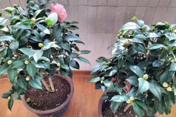 茶花能放在客厅养吗，茶花能放在客厅养