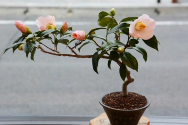茶花能放在客厅养吗，茶花能放在客厅养