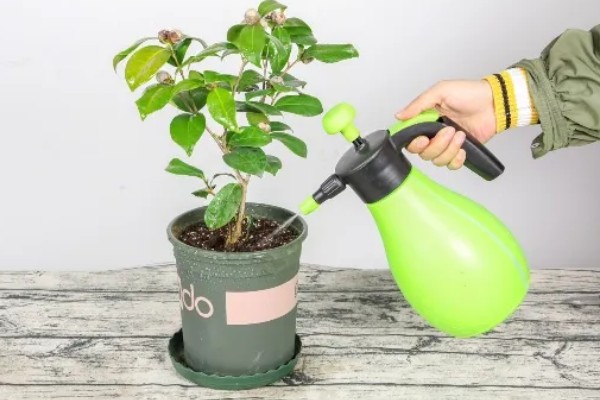 茶花能放在客厅养吗，茶花能放在客厅养
