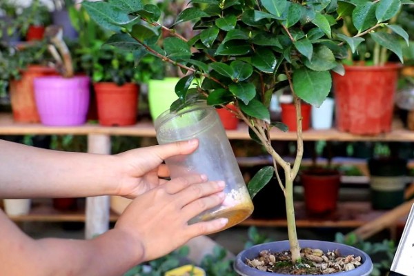 茶花能放在客厅养吗，茶花能放在客厅养