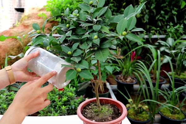 茶花能放在客厅养吗，茶花能放在客厅养