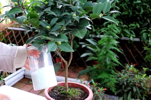 茶花能放在客厅养吗，茶花能放在客厅养