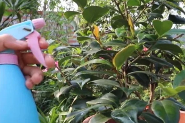 茶花能放在客厅养吗，茶花能放在客厅养